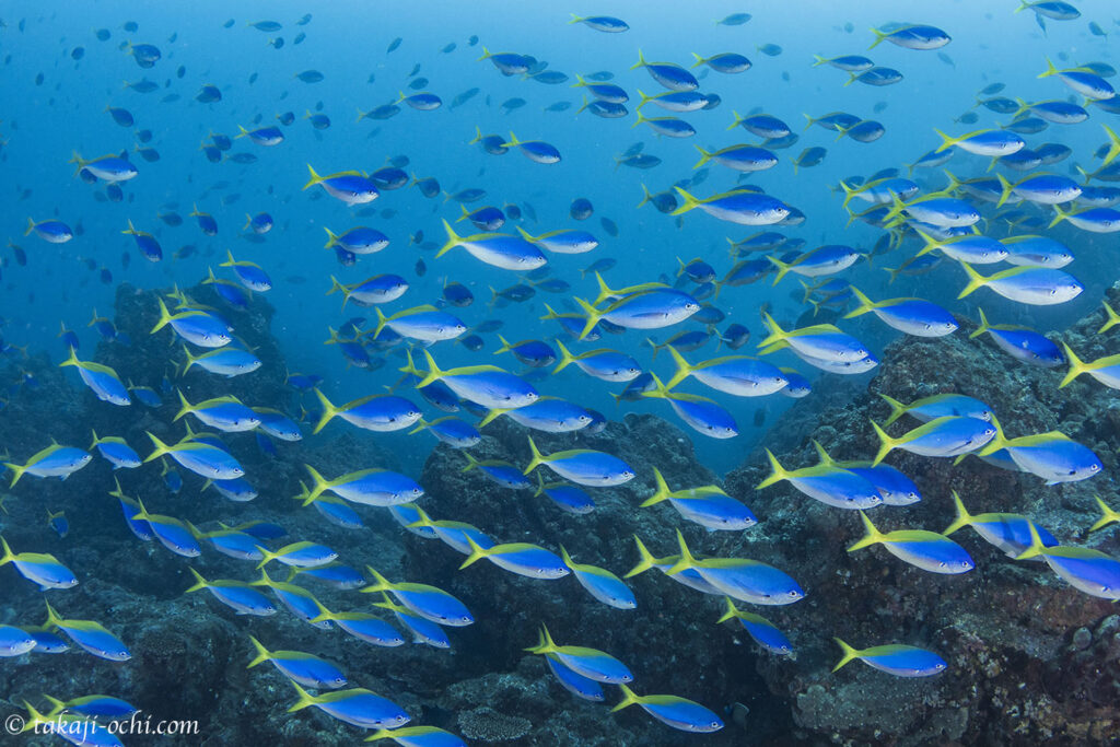 海中を埋め尽くすウメイロモドキ